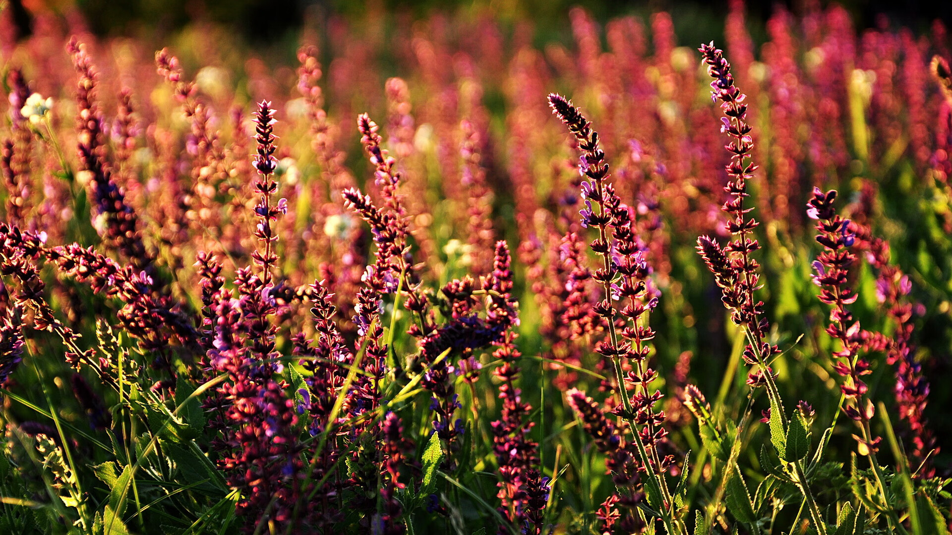 爱游戏入口-阿伦·斯密斯：将全黑队的传球与进攻调度提升至新高度，阿伦-内史密斯