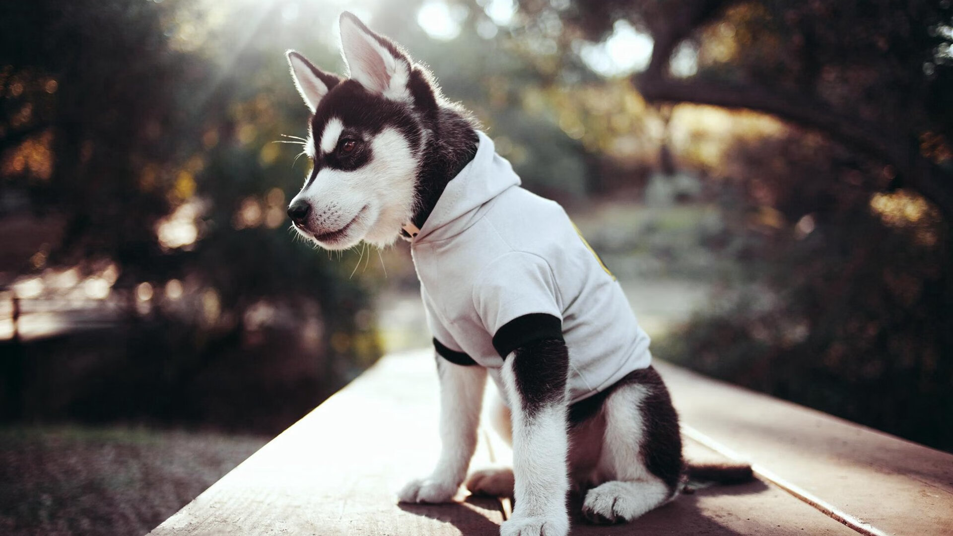 爱游戏体育在线-黄蜂主打转换进攻增加节奏变化，黄蜂前期怎么打